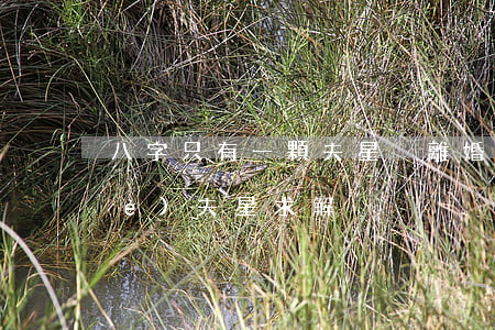 八字只有一顆夫星卻離婚(八字里有兩個(gè)夫星求解)
