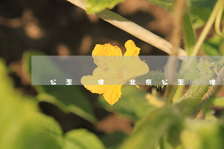公丕國律師北京(公丕國律師北京)