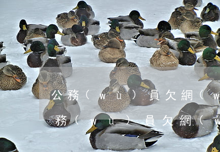 公務(wù)員欠網(wǎng)貸跑路(公務(wù)員欠網(wǎng)貸被開除)