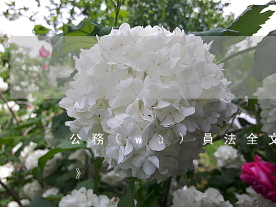 公務(wù)員法全文(《公務(wù)員法》)