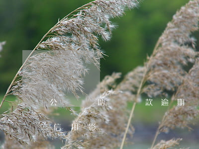 公務員助學貸款逾期(國家助學貸款逾期了對信用影響)