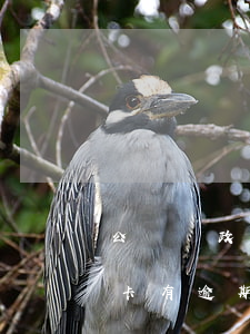 公務員政審信用卡逾期一天(公務員考試信用卡有逾期政審能通過嗎)