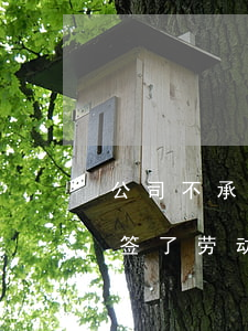 公司不承认签了劳动合同怎么办(为什么公司签了劳动合同不给员工)