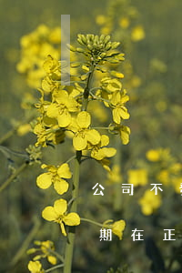 公司不發(fā)工資網(wǎng)貸逾期(在正規(guī)網(wǎng)貸公司逾期了怎么辦)
