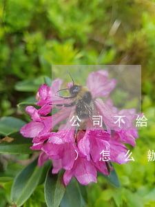 公司不給員工賠償交通事故保險(xiǎn)怎么辦(出現(xiàn)事故沒有責(zé)任保險(xiǎn)公司能不能賠付)