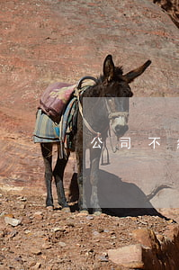 公司不給外派補(bǔ)貼可以仲裁嗎