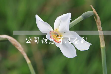 公司信息可以查到訴訟記錄嗎