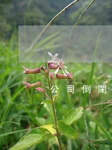 公司倒閉欠債無力償還(公司欠錢倒閉了)