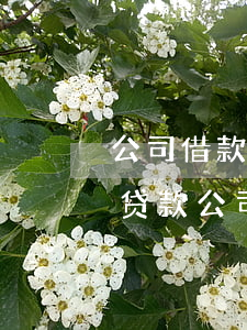 公司借款逾期可以起诉哪些人(被逾期可以告贷款公司吗)