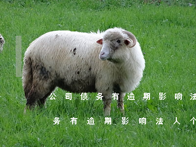 公司债务有逾期影响法人个人征信-公司债务有逾期影响法人个人征信吗