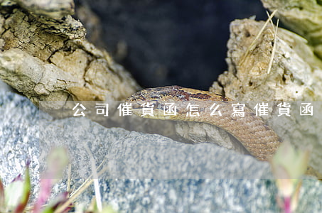 公司催貨函怎么寫(催貨函件怎么寫)
