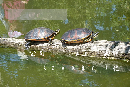 公司債務(wù)如何將債權(quán)轉(zhuǎn)化為股權(quán)