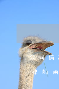 公司債務(wù)律師函(公司債務(wù)律師函怎么寫)