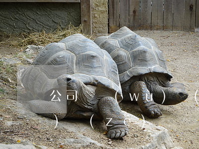 公司債務(wù)誰(shuí)負(fù)責(zé)