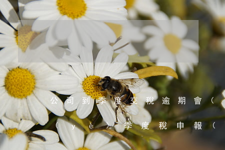 公司到季度交稅逾期會(huì)怎樣(企業(yè)季度稅申報(bào)逾期)