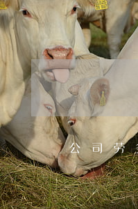 公司劳务合同范本(公司劳务合同范本)