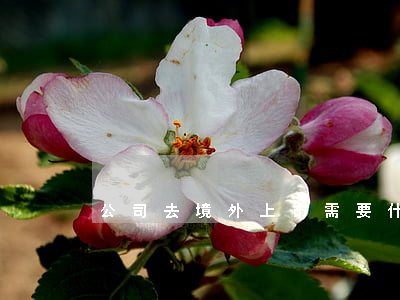 公司去境外上市需要什么條件2020