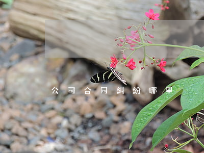 公司合同糾紛哪里
