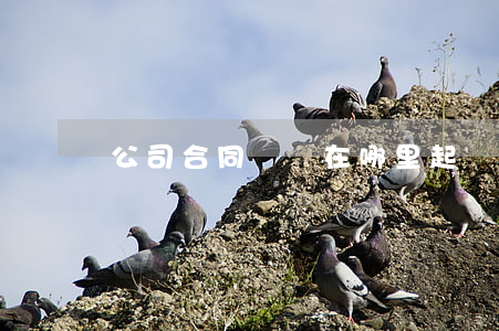 公司合同糾紛在哪里起訴二審