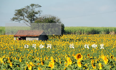 公司合同糾紛投訴找哪里
