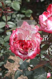 公司吊銷(xiāo)一年罰款多少(公司被吊銷(xiāo)的法律后果)