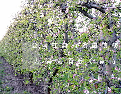 公司在無力償還債務(wù)時-公司在無力償還債務(wù)時怎么辦