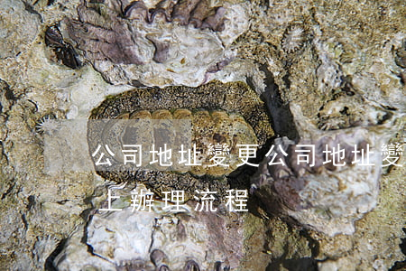 公司地址變更(公司地址變更網(wǎng)上辦理流程)