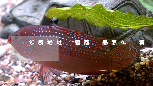 公司地址變更商標局怎么備案