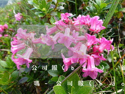 公司報(bào)稅逾期對法人征信有影響嗎-公司報(bào)稅逾期對法人征信有影響嗎知乎