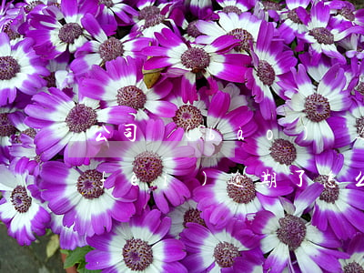 公司報(bào)稅逾期怎么辦（公司稅費(fèi)逾期了怎么申報(bào)）