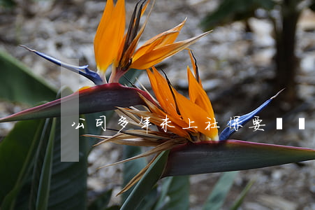 公司多年未上社保，要賠償員工損失嗎？