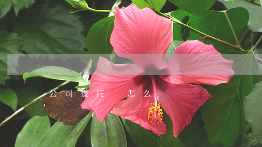 公司委托書怎么寫