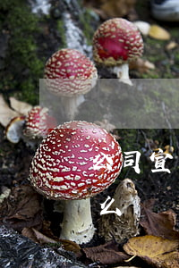 公司宣布破產債務怎么辦(公司倒閉了欠錢怎么辦)