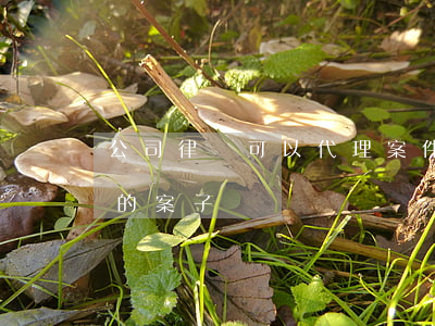 公司律師可以代理案件嗎(律師可以代理自己的案子嗎)