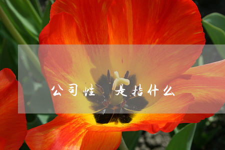 公司性質是指什么