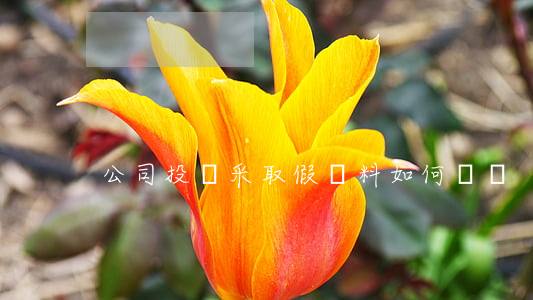 公司投標采取假資料如何處罰
