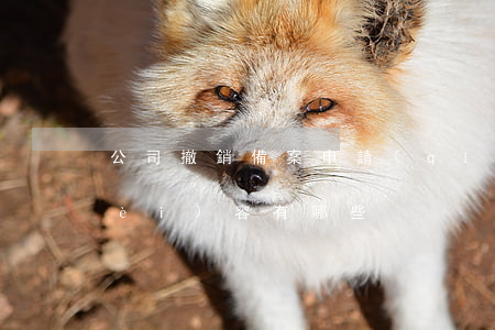 公司撤銷備案申請(qǐng)書的內(nèi)容有哪些