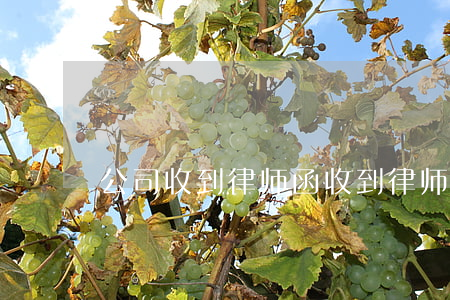 公司收到律师函(收到律师函应该怎么处理)