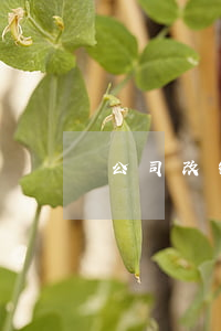 公司改制方案范文（企业改制怎么安置员工）