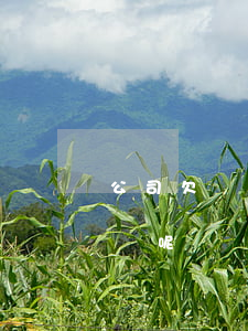 公司欠債沒錢還怎么辦(公司欠債沒錢還怎么辦呢)
