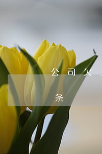 公司欠工程款欠条怎么打(工程款拖欠怎么打条)