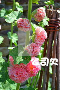 公司欠款律師（公司債務律師哪家好）