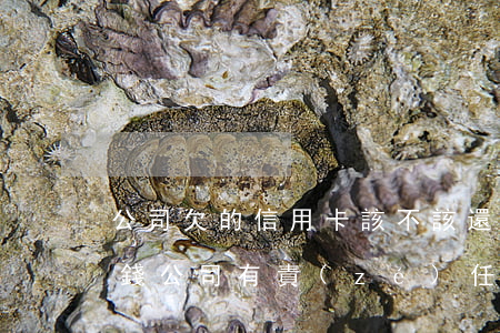 公司欠的信用卡該不該還(公司員工欠信用卡錢公司有責(zé)任嘛)