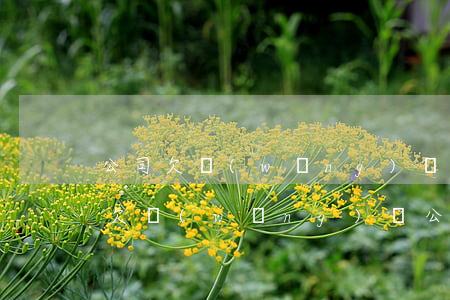 公司欠網(wǎng)貸無力償還怎么解決(欠網(wǎng)貸公司的錢還不上怎么辦)
