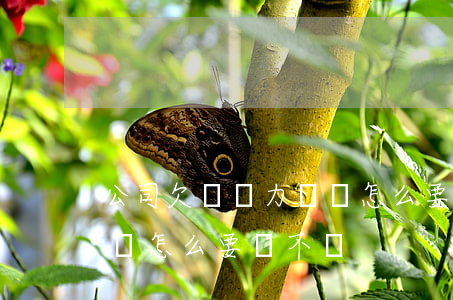 公司欠錢無力償還怎么要錢(公司欠錢無力償還怎么要錢不還)