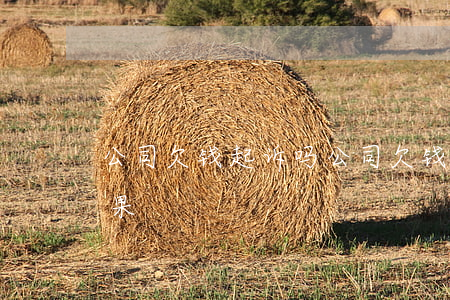 公司欠钱起诉吗(公司欠钱被起诉会有什么后果)