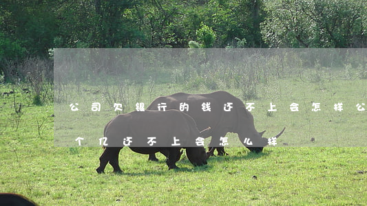 公司欠银行的钱还不上会怎样(公司欠银行一个亿还不上会怎么样)