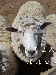 公司法人可以以公司名義貸款嗎(公司法人可以以公司名義貸款嗎)