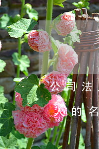 公司法人可以報銷費用嗎(發(fā)票是法人的名字可以報銷嗎)
