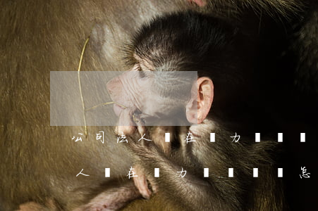 公司法人實在無力償還債務怎么辦-公司法人實在無力償還債務怎么辦呢